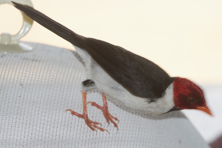 yellow-billed cardinal